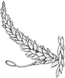 Weymouthia mollis. Branch detail with capsule. Drawn from T.W.N. Beckett s.n., May 1889, CHR 624130, and J. Child 1740, CHR 432785.
 Image: R.C. Wagstaff © New Zealand Institute for Bioeconomy Science Limited 2026 CC-BY 3.0 NZ